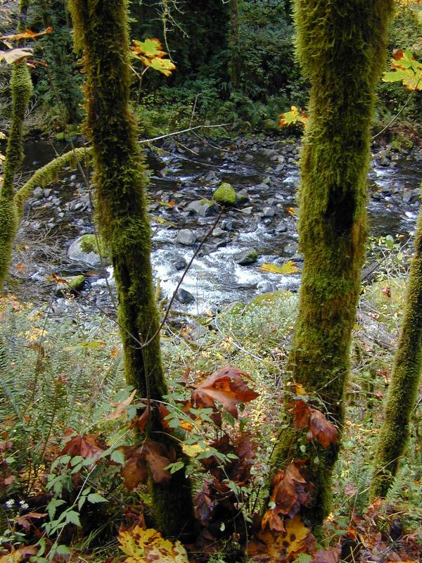 Stream along the path
